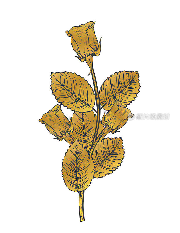 Botanical Drawing Of A Rose In Gold And Black